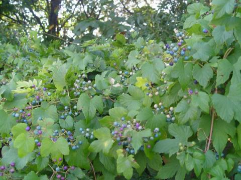 Виноградовник японский - эндемик Приморского края, редкое краснокнижное растение