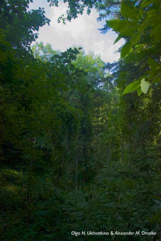 Приморский лес - место, где встречаются тропики с тайгой