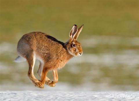 Заяц убегает от новых поправок (фотография © Shutterstock)